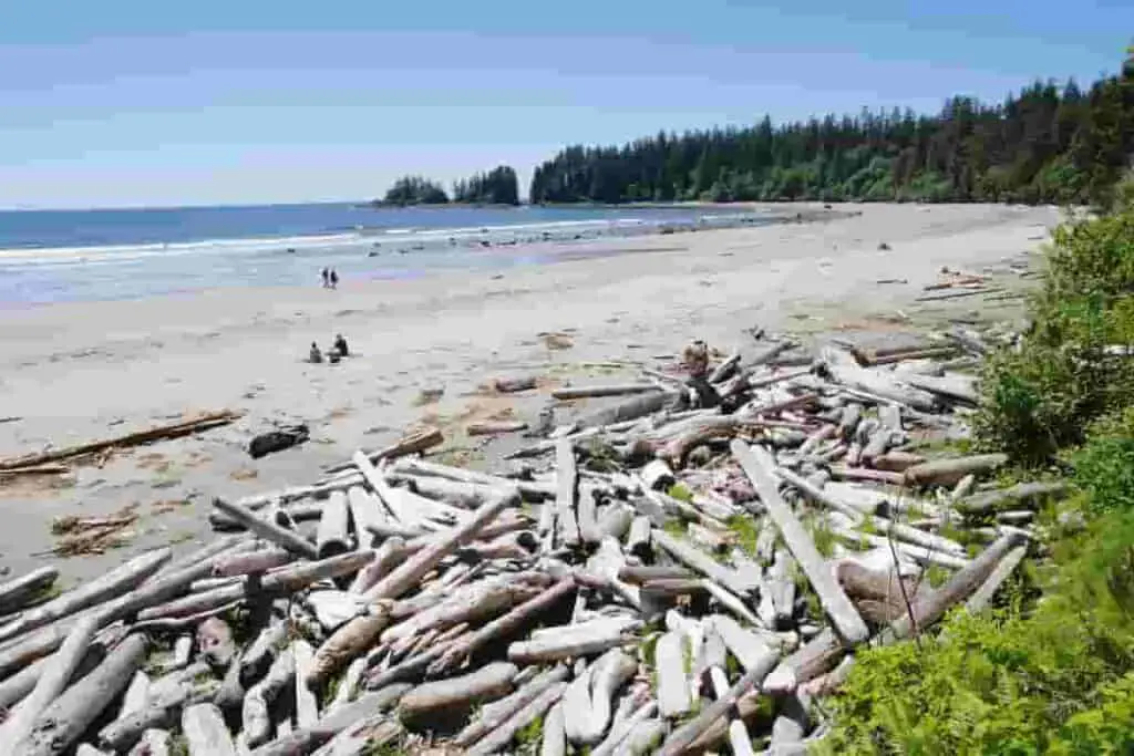 driftwood often gets beached after a storm- BrightSwirl