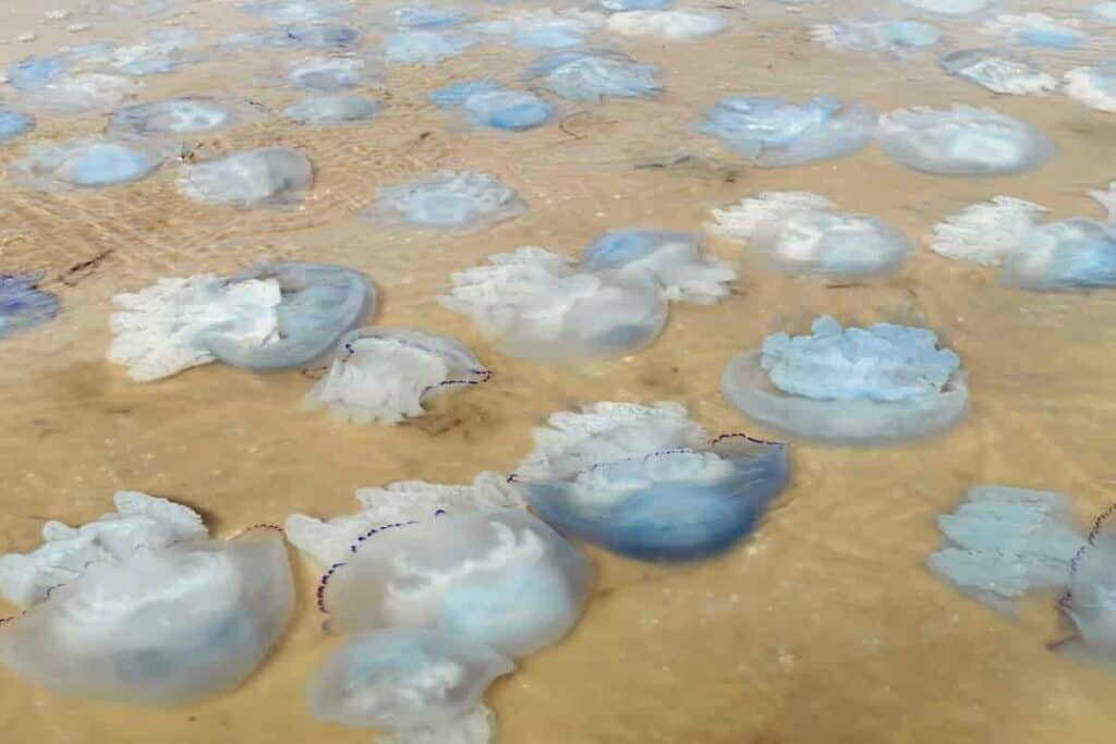 why do jellyfish wash up on the beach?
