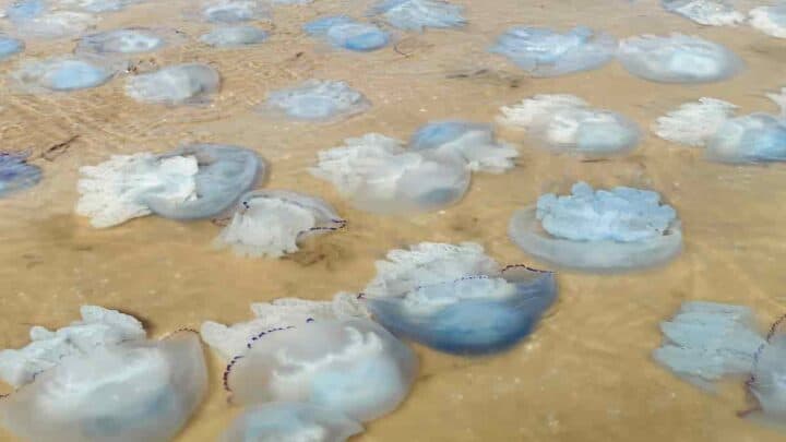 why do jellyfish wash up on the beach?