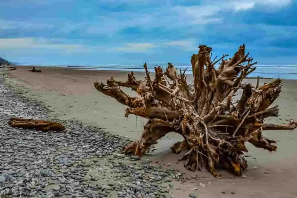 tree trunks are often seen as driftwood on the beach- BrightSwirl