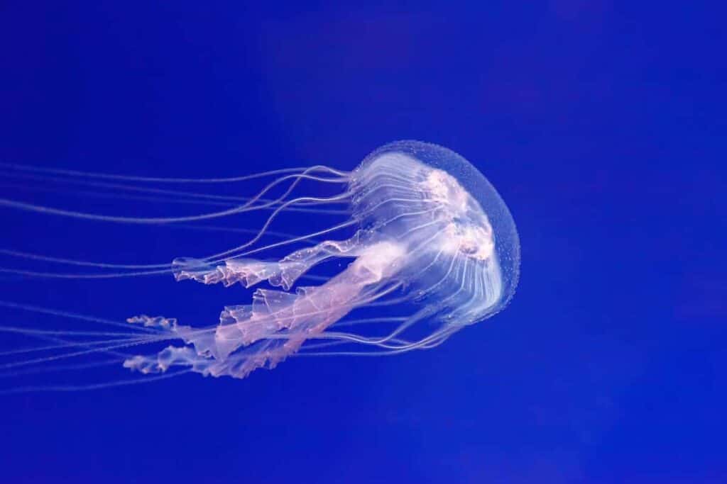 Jellyfish do not have brains or vertebrae, they are invertebrates- BrightSwirl