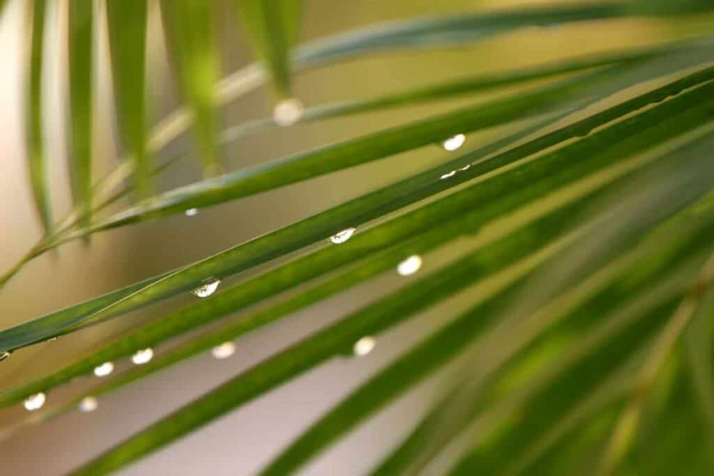 green Palm leaf with rain drops on it dripping off, Making the Most of a Rainy Day at the Beach: Fun Rainy Day Activities to Enjoy Despite the Weather, rainy beach, rainy day at the beach, what to do at the beach when it rains, rainy day beach activities, beach in the rain, rainy beach day, rainy day beach activities
