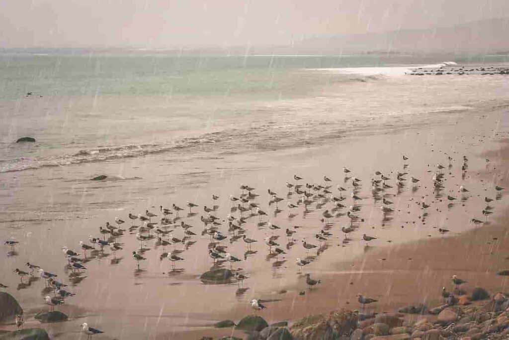 birds flocking at the beach on a rainy day with the surf in the background, Making the Most of a Rainy Day at the Beach: Fun Rainy Day Activities to Enjoy Despite the Weather, beach in the rain, rainy day beach activities, rainy beach, rainy beach day, what to do at the beach when it rains, rainy day at the beach, rainy day beach activities

