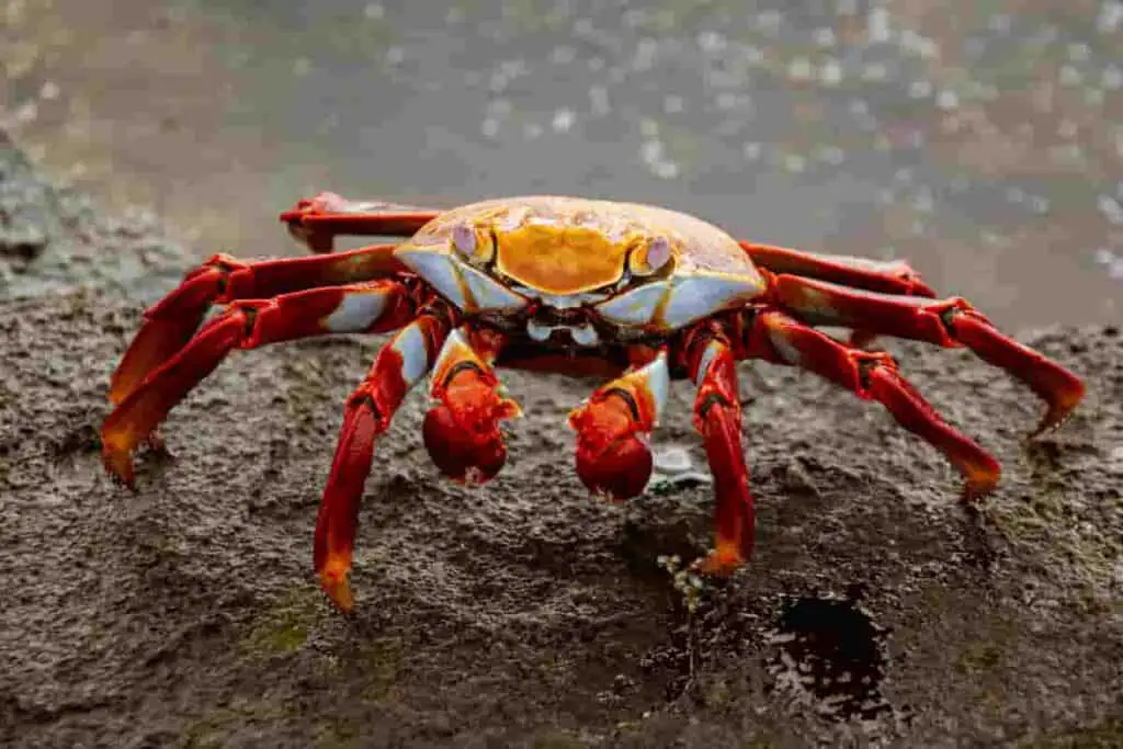 Crabs are part of the educational beach activities kids can learn about
