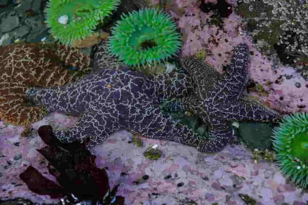 Tide pools offer lots of opportunities for beach education activities