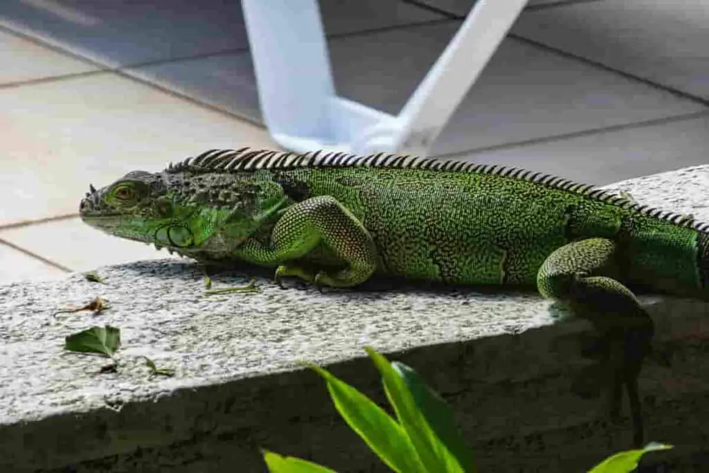 Iguana at Livingston Guatemala beach