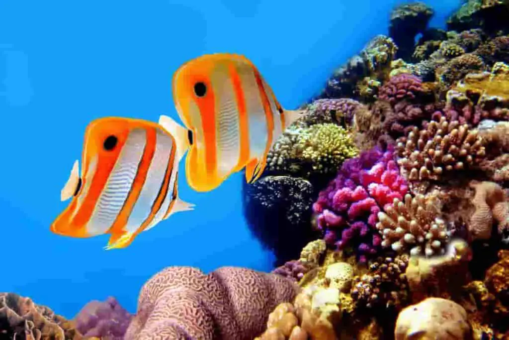 Top 10 World's Best Coral Reef Snorkeling Spots- Beaches, Locations to See & Tour
