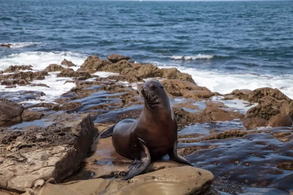 Sea lions at La Jolla Cove. It's a great beach town and coastal town in California