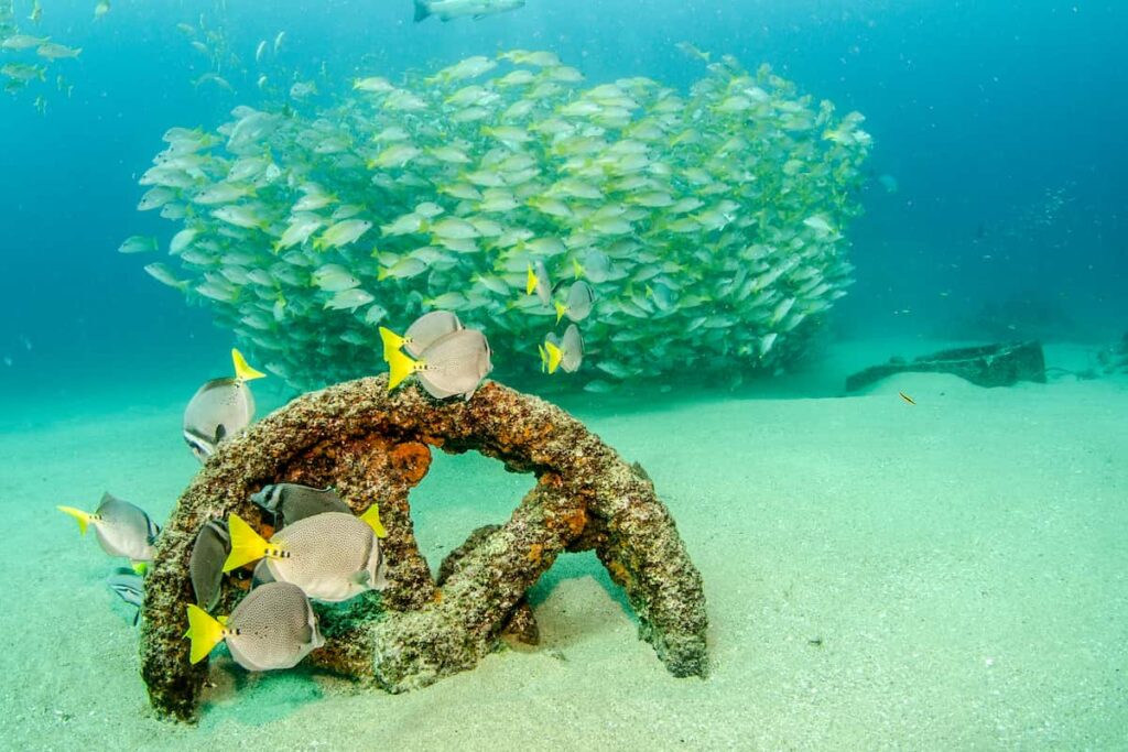 Fish and sunken treasure is what you can find snorkeling in Mexico