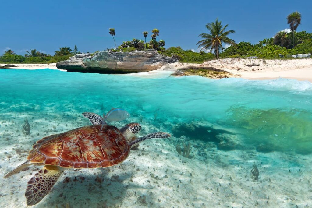 Sea turtles are seen swimming while snorkeling in Mexico