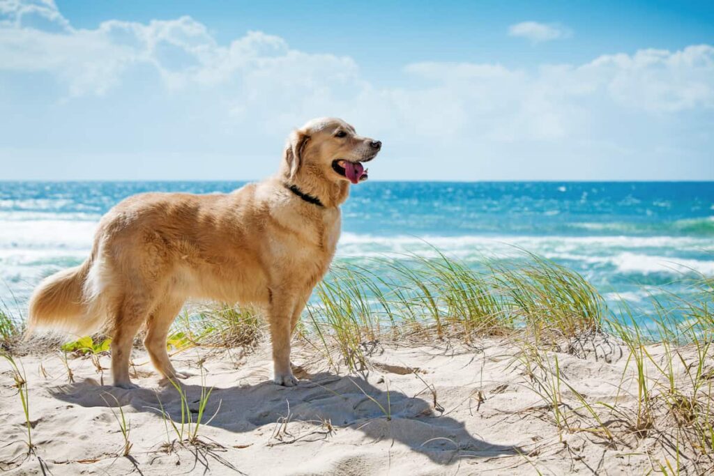 dogs love the beach just as much as humans do