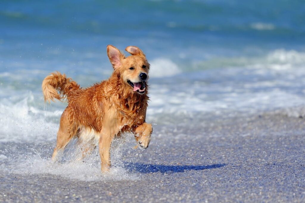 Dog Friendly Beach Towns - 11 Beaches You Can Take Your Dog