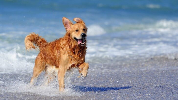 Dog Friendly Beach Towns - 11 Beaches You Can Take Your Dog