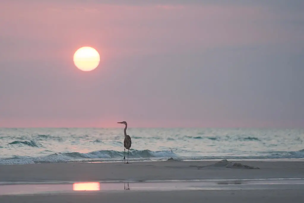 Heron on a florida panhandle beach at sunset