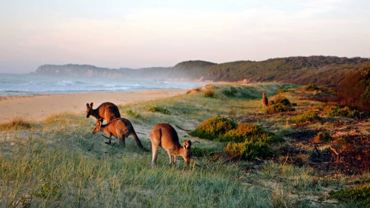 beach towns australia surprising vibe and beauty