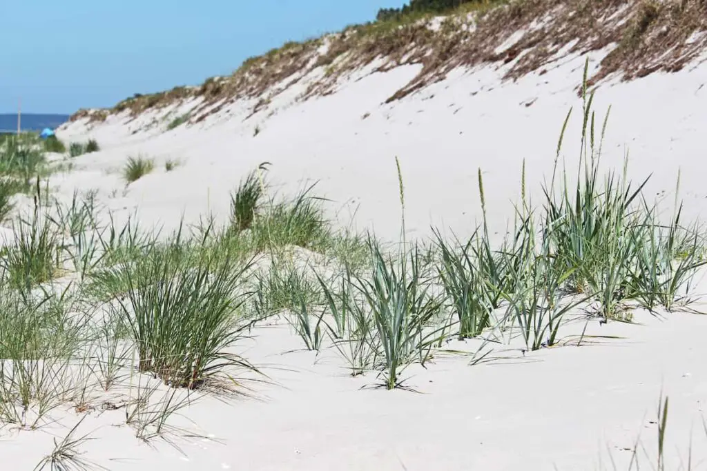 sand dunes at cape charles beach