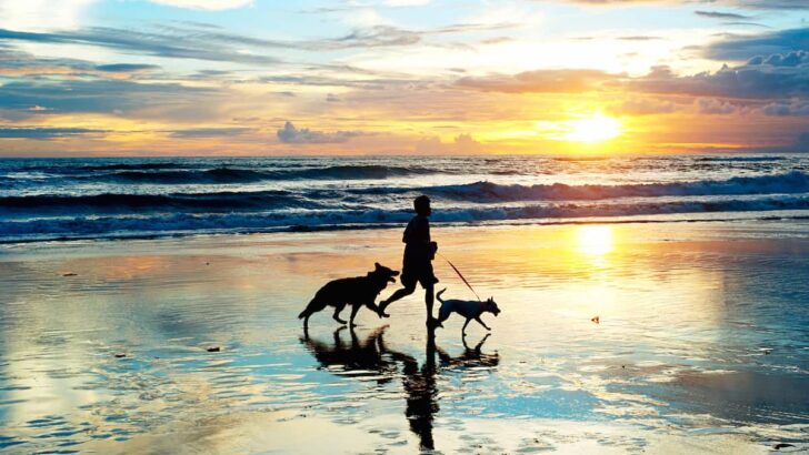 7 Pet Friendly Island Beaches: Vacationing With Your Furry Friends In Paradise