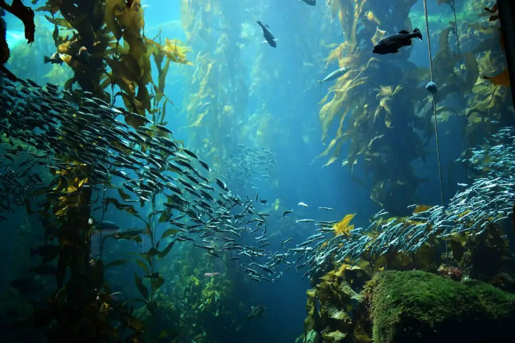 Beach Food Web Unlocking The Secrets Of Coastal Life Interactions