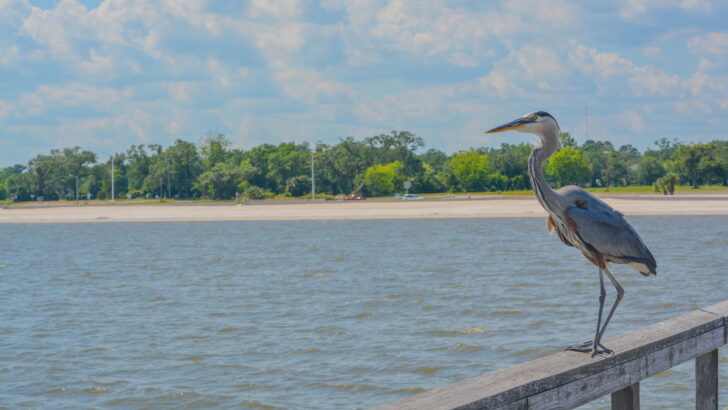 New Orleans Area Beaches Top Places To Sunbathe And Relax