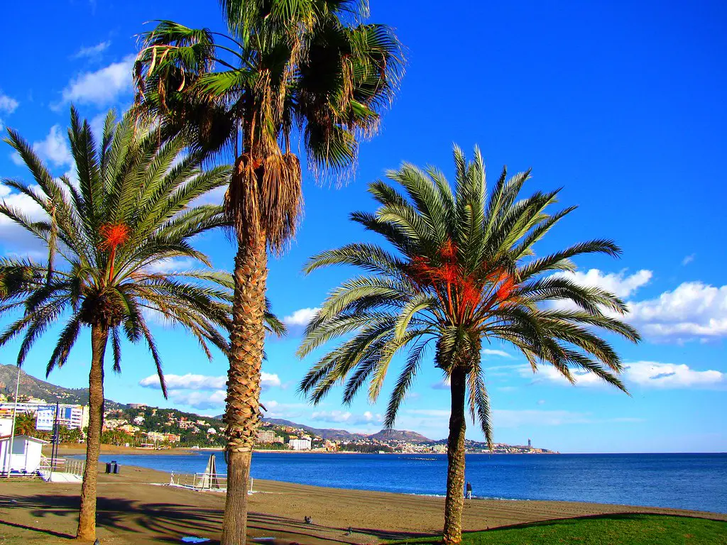3 Palm Trees on the Mediterranean beach in Malaga, Spain, 11 Best Andalucia Beach Towns-Costa del Sol Beaches [Playa] Southern Spain, costa tropical towns, best beach towns in Spain, best beach towns Andalucia, best andalucia beach towns, beach towns in Spain, best beach towns in Andalucia, best beaches in southern Spain