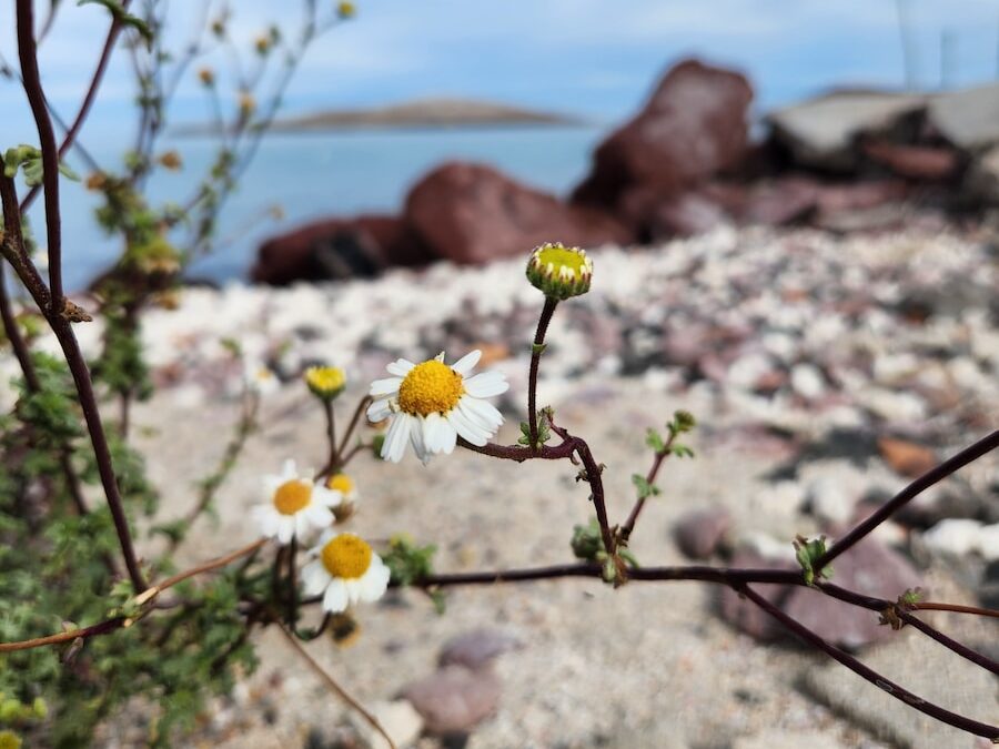 a plant with yellow and white flowers on a rocky beach, La Paz Beaches Mexico - 7 Amazing Beaches [Surprising Fun]