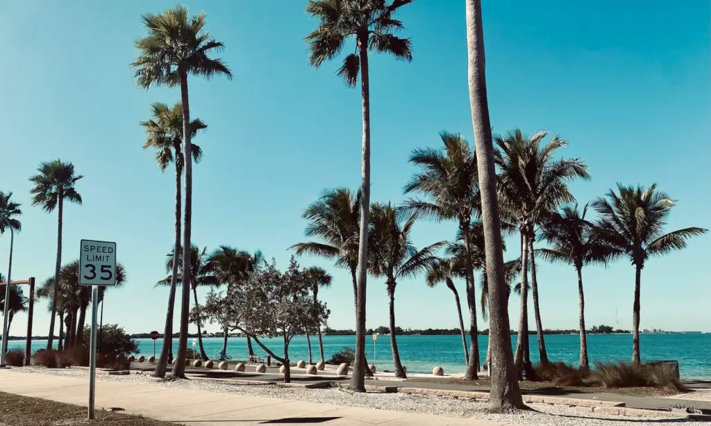 palm trees line the shoreline of a beach, Best Beach Towns in the World to Retire - Surprising Towns, Retirement Criteria, Affordability, Activities, best beach to retire, best beach towns to retire in the world, cheapest beach towns to retire in the world, best beaches to retire in the world
